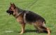 German Shepherd Puppies for sale in London, KY, USA. price: NA