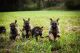 German Shepherd Puppies for sale in Athens, GA, USA. price: NA