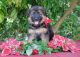 German Shepherd Puppies for sale in Homestead, FL, USA. price: NA