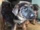 German Shepherd Puppies for sale in Delhi, CA 95315, USA. price: NA