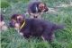 German Shepherd Puppies for sale in Mountain Brook, AL 35209, USA. price: NA