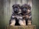 German Shepherd Puppies for sale in Texas City, TX, USA. price: NA