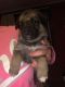 German Shepherd Puppies for sale in St. Louis, MI 48880, USA. price: NA