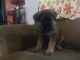German Shepherd Puppies for sale in Middletown, IN 47356, USA. price: NA