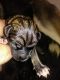 German Shepherd Puppies for sale in Mayville, MI 48744, USA. price: NA