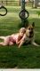 German Shepherd Puppies for sale in West Union, OH 45693, USA. price: NA
