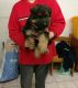 German Shepherd Puppies for sale in Szeged, 6791 Hungary. price: 130000 HUF