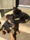 German Shepherd Puppies for sale in Ontario, CA, USA. price: $1,000