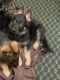 German Shepherd Puppies for sale in Sumter, SC, USA. price: $300
