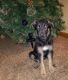 German Shepherd Puppies for sale in Graytown, OH 43432, USA. price: $800