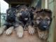 German Shepherd Puppies for sale in Milton, FL, USA. price: $700