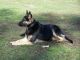 German Shepherd Puppies for sale in Morehead, KY 40351, USA. price: $600