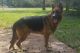 German Shepherd Puppies for sale in Pinson, AL, USA. price: NA