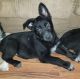 German Shepherd Puppies for sale in Solon Springs, WI 54873, USA. price: NA