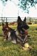 German Shepherd Puppies for sale in Georgetown, KY 40324, USA. price: NA