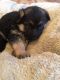 German Shepherd Puppies for sale in Westfield, MA 01085, USA. price: NA