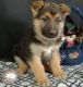 German Shepherd Puppies for sale in Kansas City, KS 66117, USA. price: NA