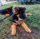 German Shepherd Puppies for sale in Columbia, SC, USA. price: $2,800