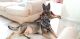 German Shepherd Puppies for sale in CANAL WNCHSTR, OH 43110, USA. price: NA