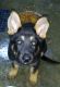 German Shepherd Puppies for sale in Morgan County, OH, USA. price: $600