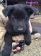 German Shepherd Puppies for sale in Birch Run, MI 48415, USA. price: NA