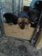 German Shepherd Puppies for sale in Cairo, GA 39828, USA. price: $350