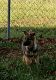 German Shepherd Puppies for sale in Hardin County, KY, USA. price: $300