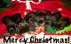German Shepherd Puppies for sale in Frenchburg, KY, USA. price: NA