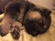 German Shepherd Puppies for sale in Defiance, OH 43512, USA. price: $700