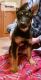 German Shepherd Puppies for sale in Morgan County, OH, USA. price: NA