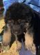 German Shepherd Puppies for sale in Columbia, SC, USA. price: $1,000