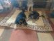 German Shepherd Puppies for sale in Meridian, ID, USA. price: NA
