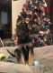German Shepherd Puppies for sale in Kettle River, MN, USA. price: $700