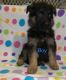 German Shepherd Puppies for sale in Bellefontaine, OH 43311, USA. price: NA