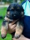 German Shepherd Puppies for sale in Westfield, MA 01085, USA. price: $1,800