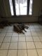 German Shepherd Puppies for sale in Mogadore, OH, USA. price: $800