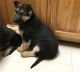 German Shepherd Puppies for sale in Little Rock, AR 72209, USA. price: $500