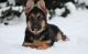 German Shepherd Puppies for sale in Hartford, CT 06104, USA. price: $500