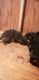 German Shepherd Puppies for sale in Chuckey, TN 37641, USA. price: NA