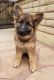 German Shepherd Puppies for sale in Phoenix, AZ 85032, USA. price: NA