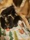 German Shepherd Puppies for sale in Lynchburg, VA, USA. price: NA