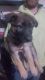 German Shepherd Puppies for sale in Loyal, WI 54446, USA. price: NA