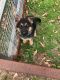 German Shepherd Puppies for sale in Phenix City, AL, USA. price: NA