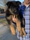 German Shepherd Puppies for sale in Moore, SC 29369, USA. price: NA