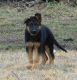 German Shepherd Puppies for sale in Morrisville, MO 65710, USA. price: NA