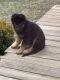 German Shepherd Puppies for sale in Stanford, KY 40484, USA. price: NA