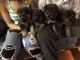 German Shepherd Puppies for sale in Berkeley, IL, USA. price: NA