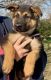 German Shepherd Puppies for sale in Clinton St, New York, NY, USA. price: NA