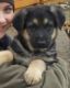 German Shepherd Puppies for sale in Hillsdale, MI, USA. price: $500