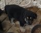 German Shepherd Puppies for sale in Hillsdale, MI, USA. price: $500